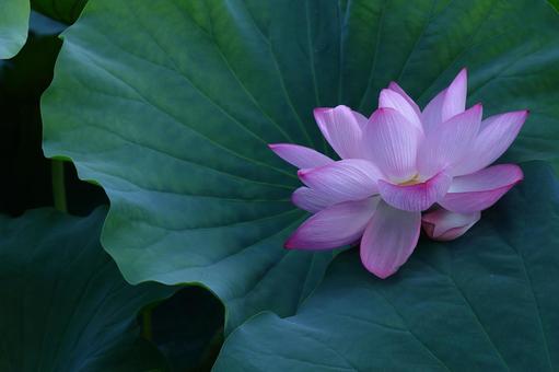 神聖な花 神聖な花の写真