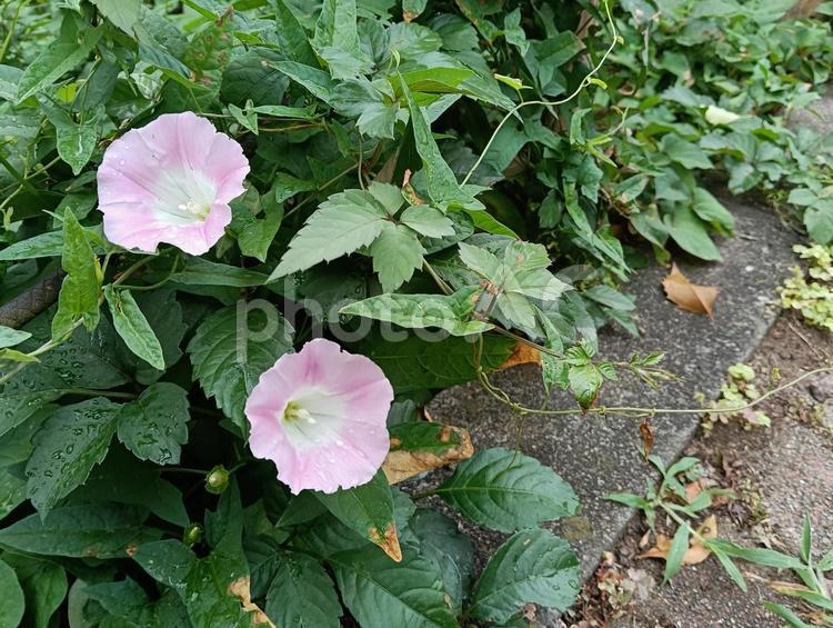 背景素材　道端の昼顔 背景素材,昼顔,6月の写真素材