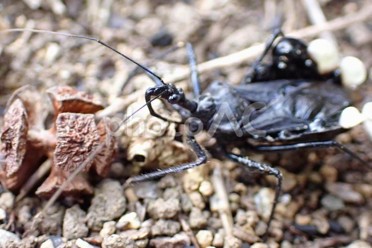 アトジロサシガメ6 アトジロサシガメ,サシガメ,カメムシの写真素材