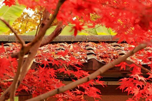 筑西市の最勝寺の秋の風景 最勝寺,もみじ,紅葉の写真素材