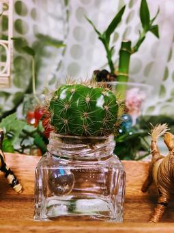 サボテン サボテン,インテリア,室内の写真素材