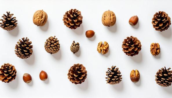 松ぼっくり 松ぼっくりの写真