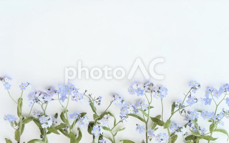 可愛い小花のワスレナグサ ワスレナグサ,花,植物の写真素材