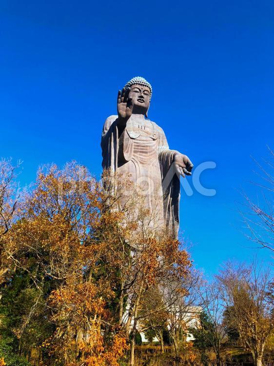 冬の茨城県・牛久市「牛久大仏（牛久阿弥陀大佛）」ブロンズ（青銅）立像 茨城,牛久大仏,大佛の写真素材