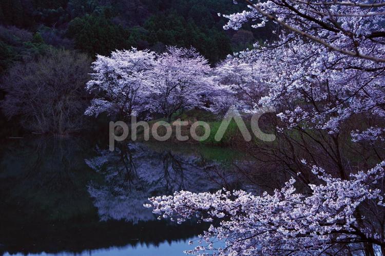 さくらの里公園の桜2025-2 早朝,朝霧,霧の写真素材