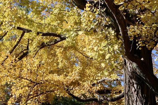 紅葉したイチョウ イチョウ,紅葉,秋の写真素材