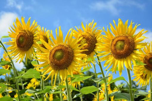 ヒマワリと青空 ヒマワリと青空 ひまわり,花,植物の写真素材