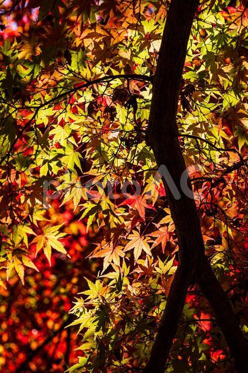 愛知県-香嵐渓【紅葉】 愛知,香嵐渓,紅葉の写真素材