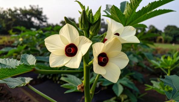 オクラの花 オクラの花の写真
