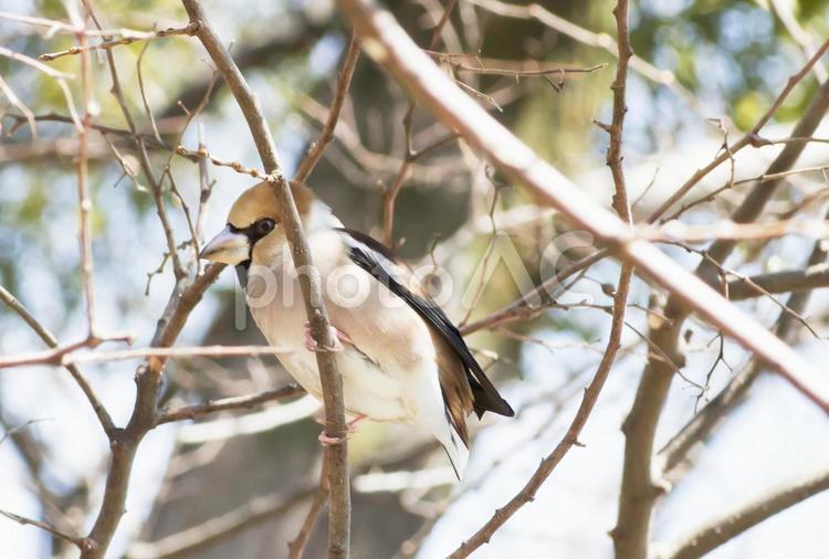木にとまるシメ（蝋嘴鳥）2 鳥,小鳥,シメの写真素材