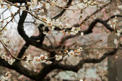 古木に咲く白梅の花 白梅,梅,花の写真素材