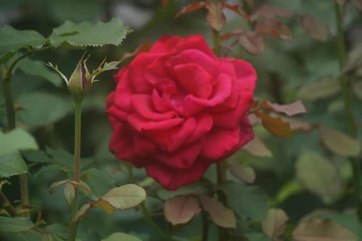 薔薇 薔薇の写真