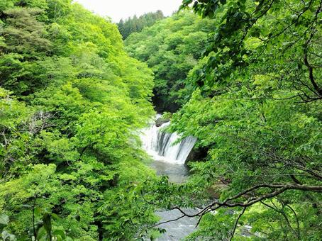 袋田の滝 袋田の滝 滝,日本三名瀑,初夏の緑の写真素材
