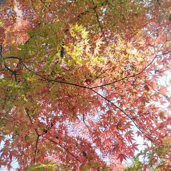 Photo, autumn leaves, momiji, maple, 
