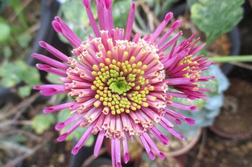 菊の花 菊,キク,花の写真素材