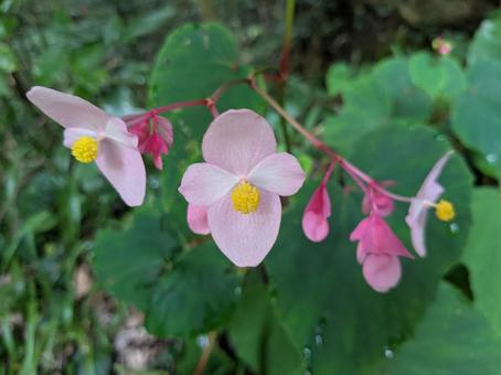 シュウカイドウ シュウカイドウ シュウカイドウ,花,ピンクの写真素材