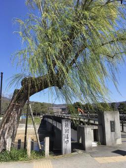 出町橋 出町橋の写真