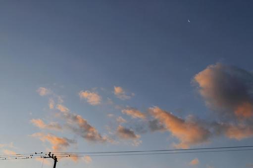 早朝のスズメたち 早朝のスズメたち 雀,すずめ,早朝の写真素材