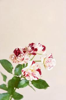 Photo, roses, spray rose, rose, 