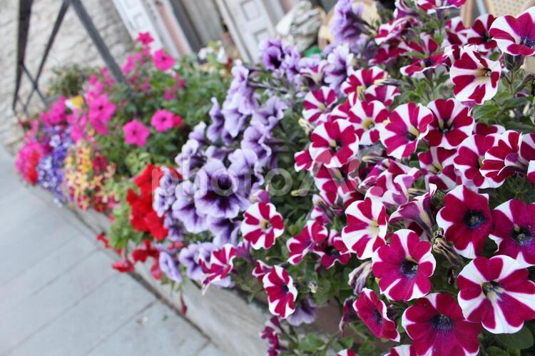 ヨーロッパの街並みと黄色い花 花,カラフル,ヨーロッパの写真素材