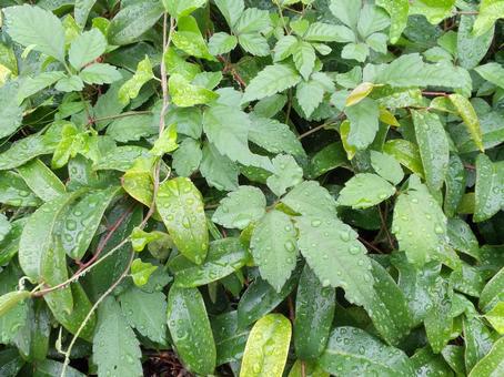 葉 葉,葉っぱ,緑の写真素材