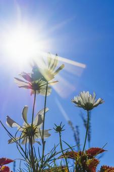 白いコスモスの花の写真