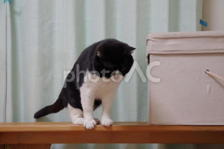 下に降りようとしているハチワレ猫 ハチワレ猫,雄猫,ねこの写真素材