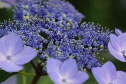 紫陽花 紫陽花の写真