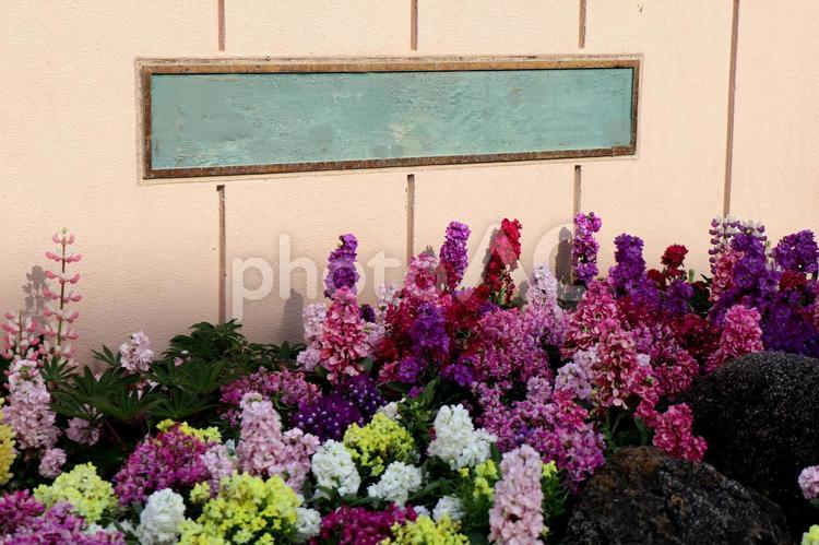 公園の門の前の花壇 公園,学校,正門の写真素材