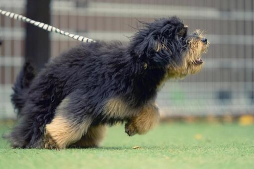 ふわふわワンコのポートレート 犬,ミックス犬,いぬの写真素材
