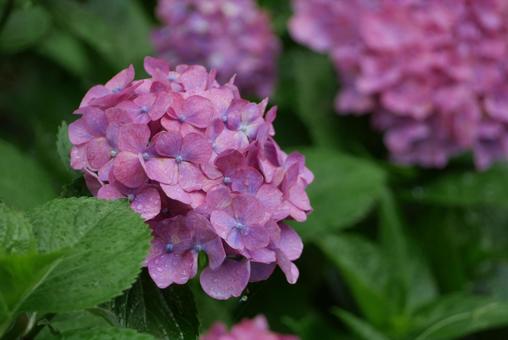 紫陽花 紫陽花の写真