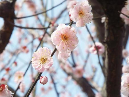 薄いピンクの梅② 薄いピンクの梅② 梅,ピンク,早春の写真素材