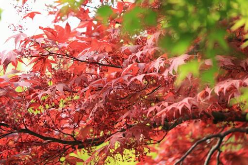 紅葉 自然,もみじ,秋の写真素材