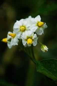 ジャガイモの花 ジャガイモの花の写真