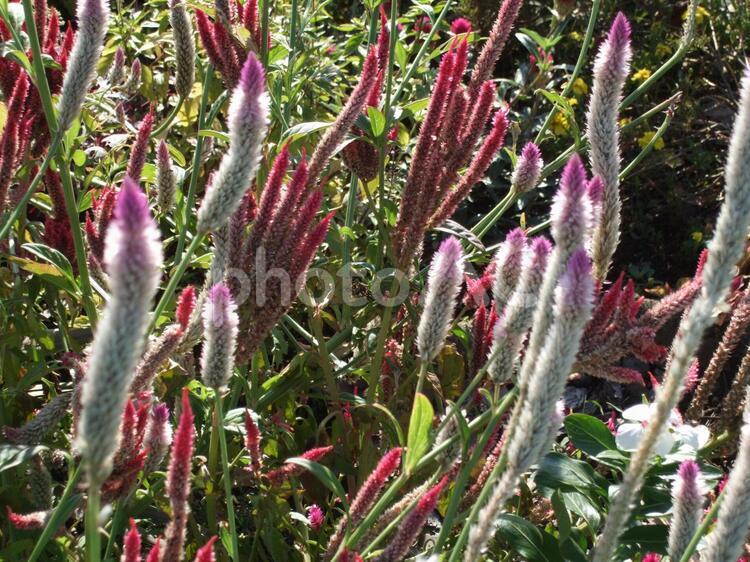 秋の公園風景 セロシア,鶏頭の花,鶏頭の写真素材