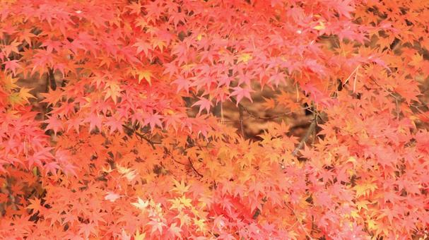 11月の河口湖もみじ回廊の紅葉 紅葉,秋,もみじの写真素材