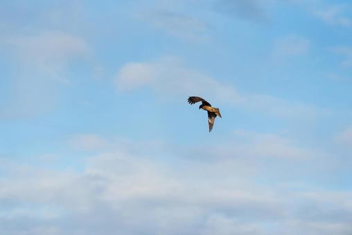 大空を優雅に舞うトビ 大空を優雅に舞うトビ トビ,野鳥,鳥の写真素材