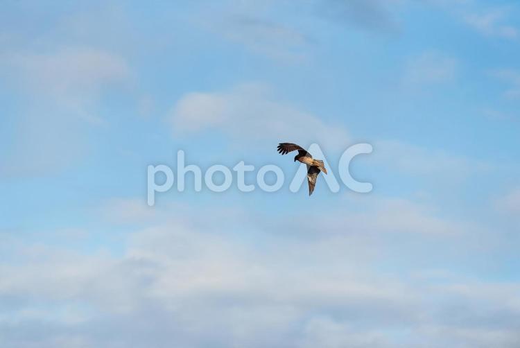 大空を優雅に舞うトビ トビ,野鳥,鳥の写真素材