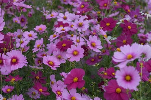 コスモス（安城市赤松町）の写真
