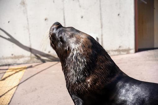 上を見上げるアシカの横顔 アシカ,オットセイ,海獣の写真素材