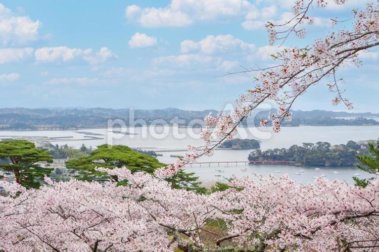 西行戻しの松公園（松島） 日本三景,松島,西行戻しの松公園の写真素材