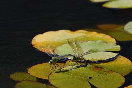 只今デート中のオニヤンマ オニヤンマ,昆虫,仲良しの写真素材