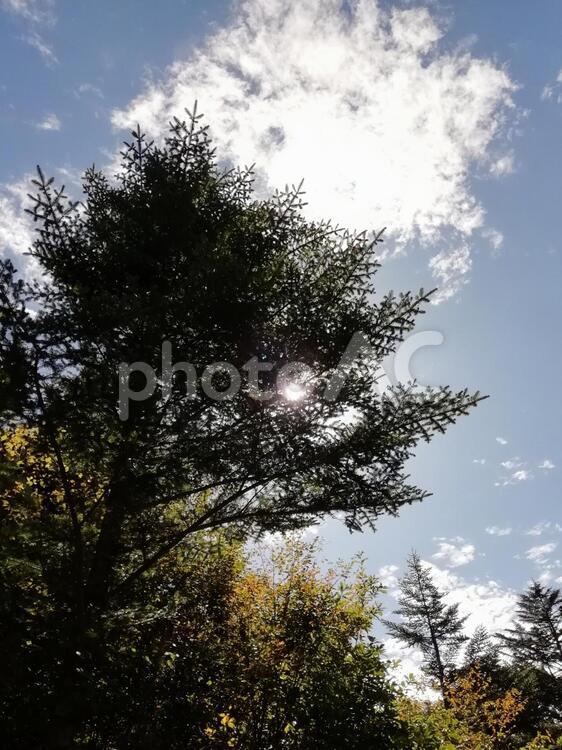 秋の風景 木,何人もありません,風景の写真素材