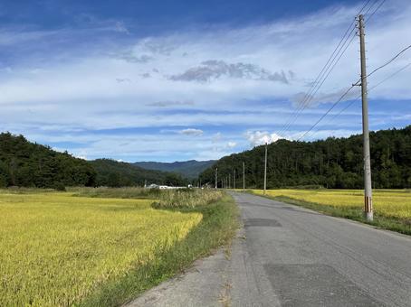 田んぼ 収穫期4 田んぼ 収穫期4の写真