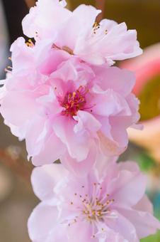 鮮やかな色合いの花桃 薄紅色,花びら,桜の写真素材