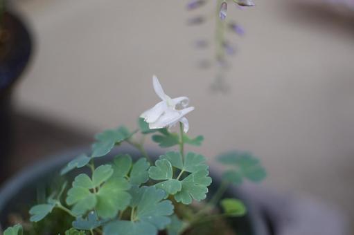 セイヨウオダマキ（西洋苧環）の写真