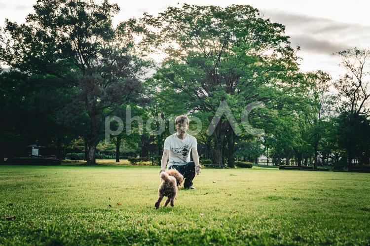 公園で男性と遊ぶトイプードル トイプードル,トイプー,夏の写真素材
