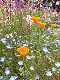 Nemophila and poppy flower field, JPG
