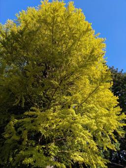 いちょう　紅葉 イチョウ,秋,自然の写真素材