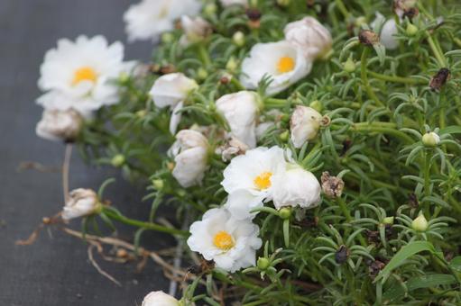 白い花2 白い花2 秋,花,白の写真素材